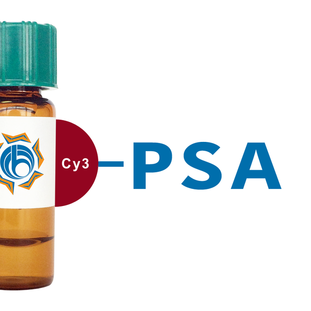 Pisum sativum Lectin (PSA/PSL) - Cy3