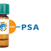 Pisum sativum Lectin (PSA/PSL) - HRP (Horseradish Peroxidase)