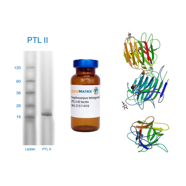 Psophocarpus tetragonolobus Lectin (PTL/PTA I+II) - Pure