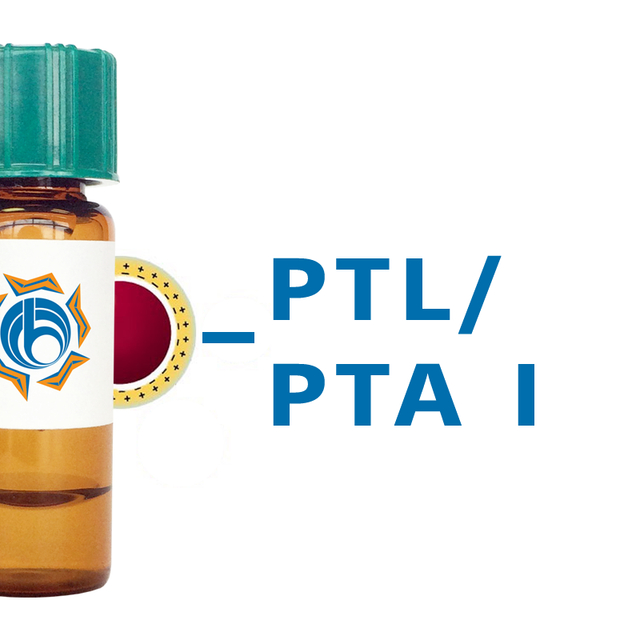 Psophocarpus tetragonolobus Lectin (PTL/PTA I) - Colloidal Gold