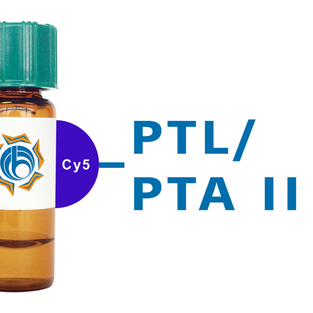 Psophocarpus tetragonolobus Lectin (PTL/PTA II) - Cy5