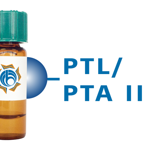 Psophocarpus tetragonolobus Lectin (PTL/PTA II) - Separopore®