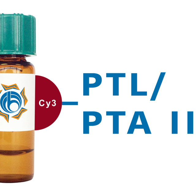 Psophocarpus tetragonolobus Lectin (PTL/PTA II) - Cy3
