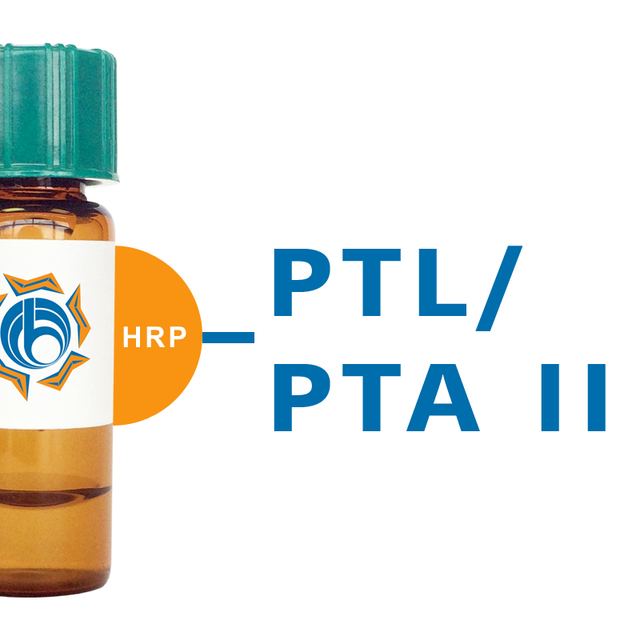 Psophocarpus tetragonolobus Lectin (PTL/PTA II) - HRP (Horseradish Peroxidase)