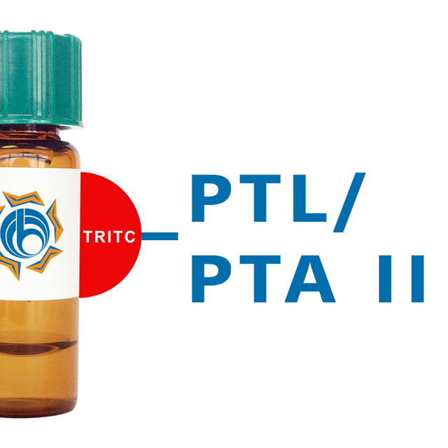 Psophocarpus tetragonolobus Lectin (PTL/PTA II) - TRITC (Rhodamine)