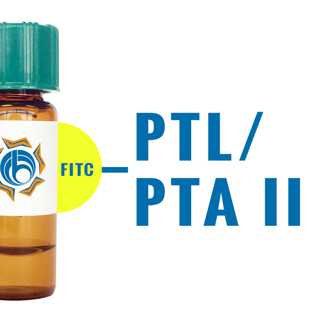 Psophocarpus tetragonolobus Lectin (PTL/PTA II) - FITC (Fluorescein)