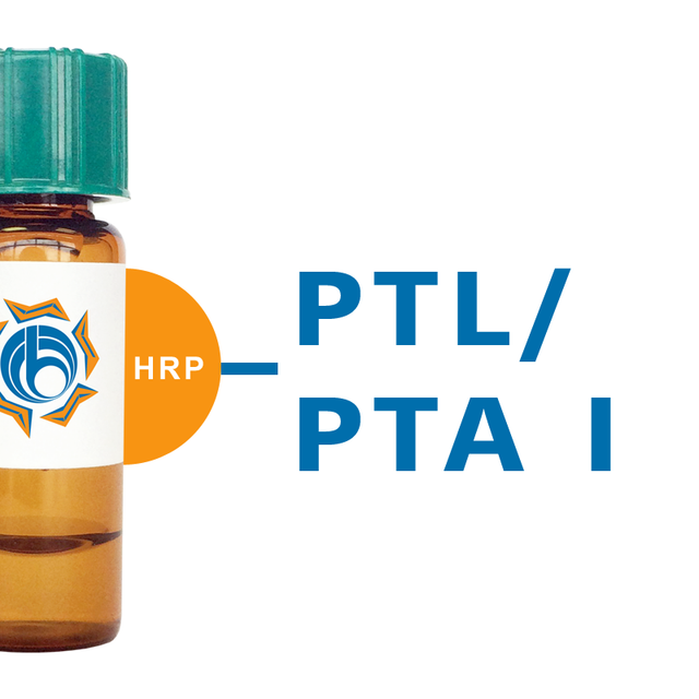 Psophocarpus tetragonolobus Lectin (PTL/PTA I) - HRP (Horseradish Peroxidase)