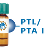 Psophocarpus tetragonolobus Lectin (PTL/PTA I) - Separopore&reg; 4B