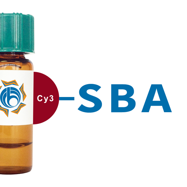 Glycine max Lectin (SBA) - Cy3