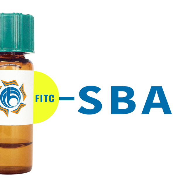 Glycine max Lectin (SBA) - FITC (Fluorescein)