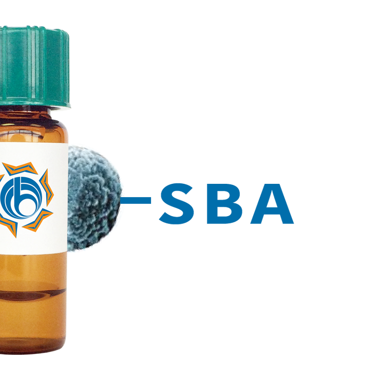 Glycine max Lectin (SBA) - MagneZoom™