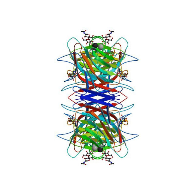 Glycine max Lectin (SBA) - Semi-Pure