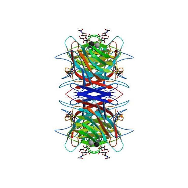 Glycine max Lectin (SBA) - Semi-Pure