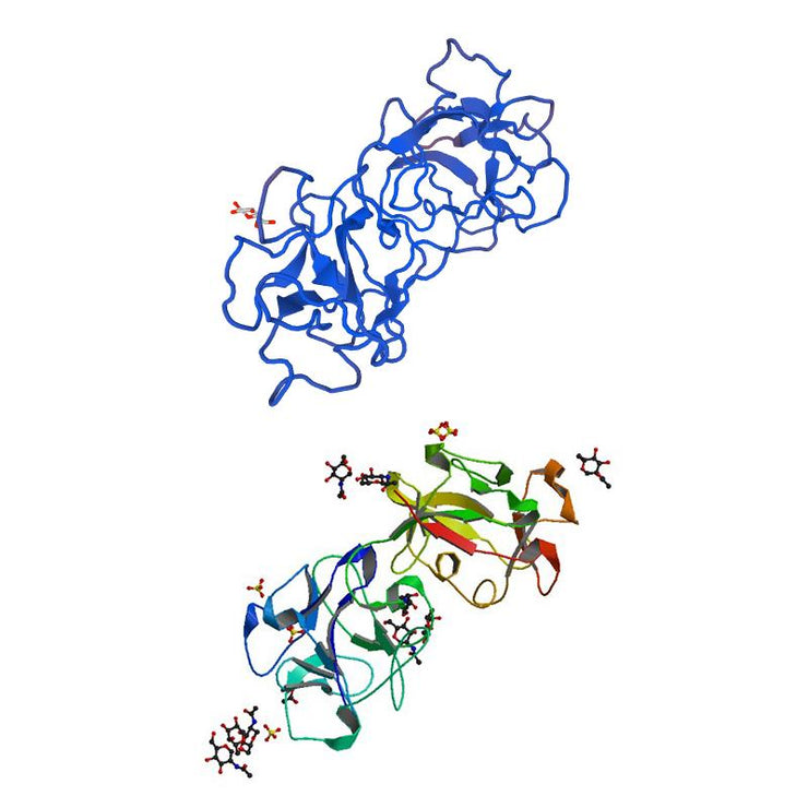 Sambucus nigra Lectin (SNA/EBL I+II) - Semi-Pure
