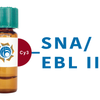 Sambucus nigra Lectin (SNA/EBL II) - Cy3