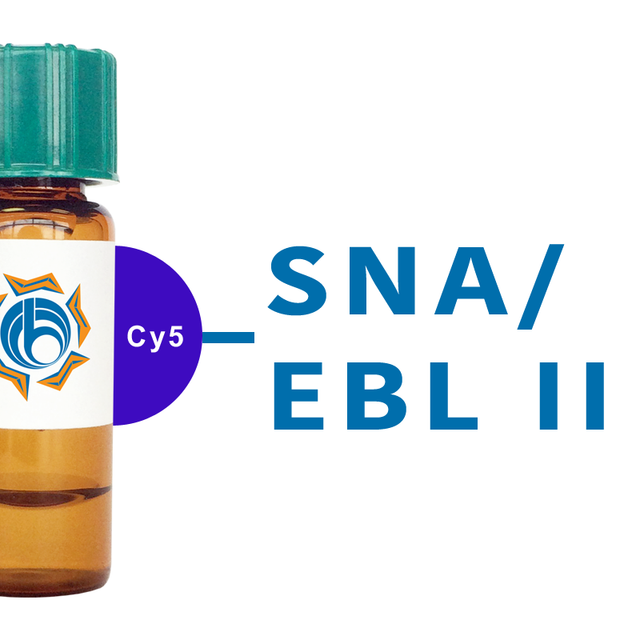 Sambucus nigra Lectin (SNA/EBL I+II) - Cy5