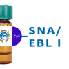 Sambucus nigra Lectin (SNA/EBL I) - Cy5