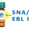 Sambucus nigra Lectin (SNA/EBL I) - FITC (Fluorescein)