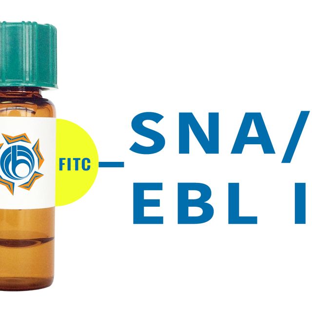 Sambucus nigra Lectin (SNA/EBL I) - FITC (Fluorescein)