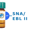 Sambucus nigra Lectin (SNA/EBL II) - AP (Alkaline Phosphatase)