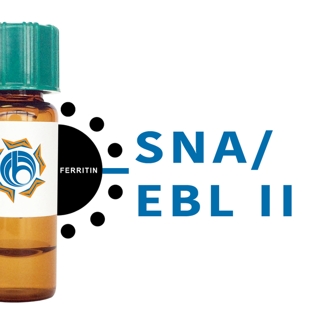 Sambucus nigra Lectin (SNA/EBL II) - Ferritin