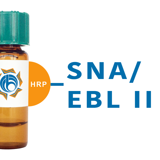 Sambucus nigra Lectin (SNA/EBL II) - HRP (Horseradish Peroxidase)