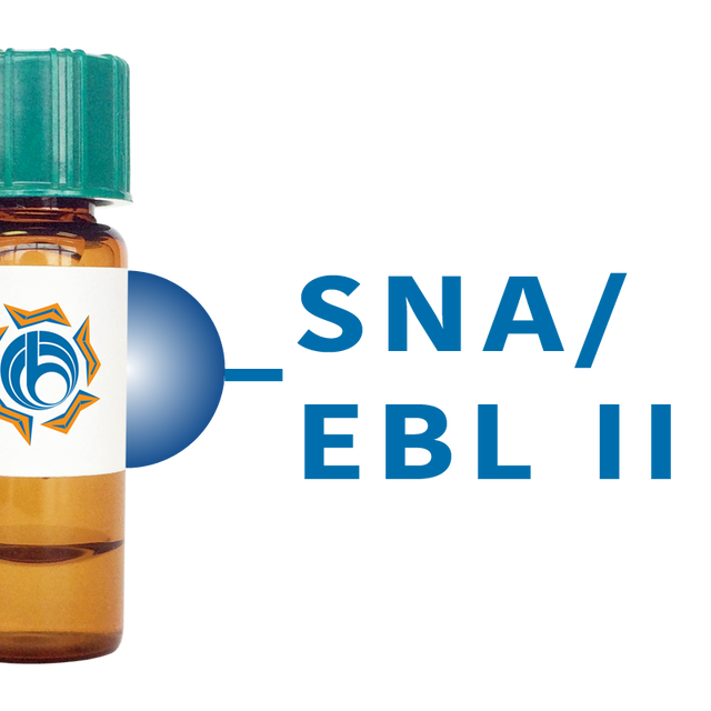 Sambucus nigra Lectin (SNA/EBL II) - Separopore® 4B
