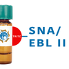 Sambucus nigra Lectin (SNA/EBL II) - TRITC (Rhodamine)