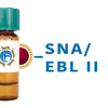Sambucus nigra Lectin (SNA/EBL II) - Colloidal Gold