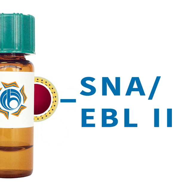 Sambucus nigra Lectin (SNA/EBL II) - Colloidal Gold
