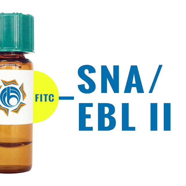 Sambucus nigra Lectin (SNA/EBL II) - FITC (Fluorescein)