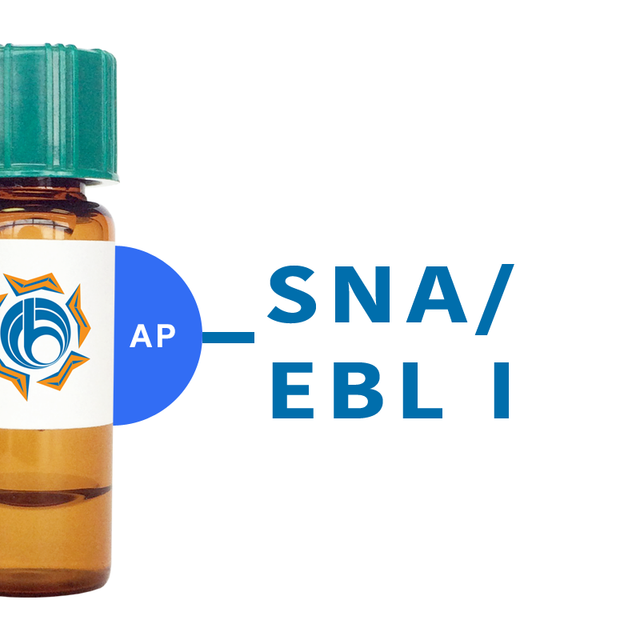 Sambucus nigra Lectin (SNA/EBL I) - AP (Alkaline Phosphatase)
