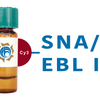 Sambucus nigra Lectin (SNA/EBL I) - Cy3