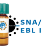 Sambucus nigra Lectin (SNA/EBL I) - Ferritin