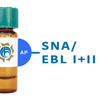 Sambucus nigra Lectin (SNA/EBL I+II) - AP (Alkaline Phosphatase)