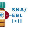 Sambucus nigra Lectin (SNA/EBL I+II) - Cy3