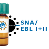 Sambucus nigra Lectin (SNA/EBL I+II) - Ferritin