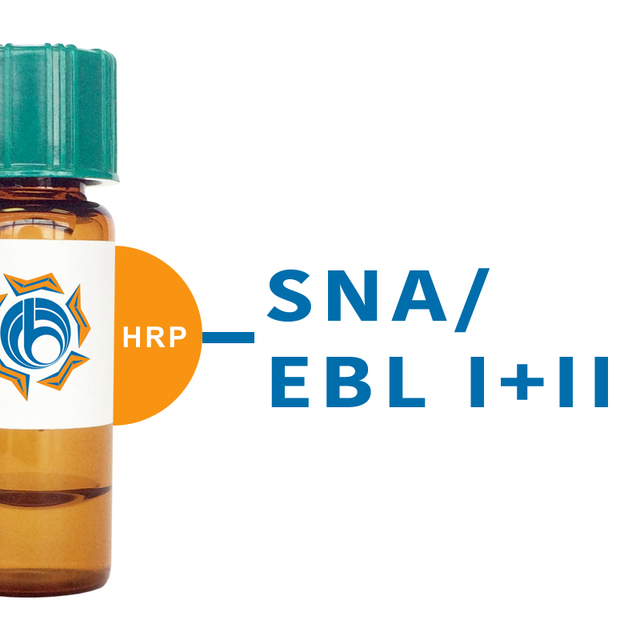 Sambucus nigra Lectin (SNA/EBL I+II) - HRP (Horseradish Peroxidase)