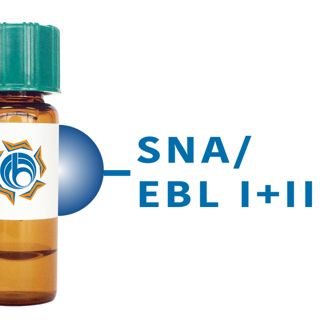 Sambucus nigra Lectin (SNA/EBL I+II) - Separopore® 4B