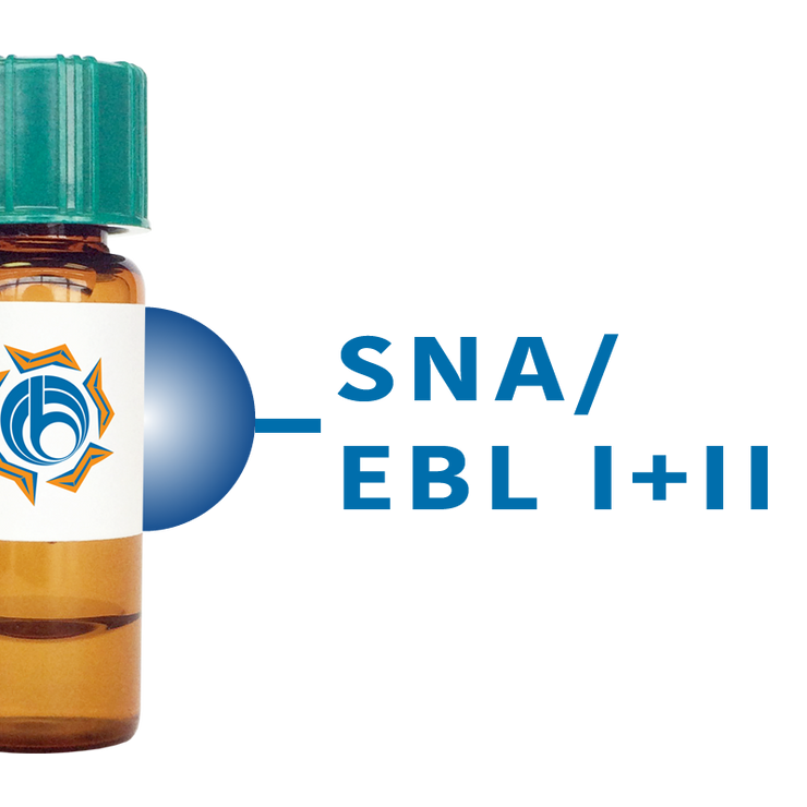 Sambucus nigra Lectin (SNA/EBL I+II) - Separopore® 4B