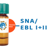 Sambucus nigra Lectin (SNA/EBL I+II) - Texas Red