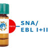 Sambucus nigra Lectin (SNA/EBL I+II) - TRITC (Rhodamine)