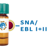 Sambucus nigra Lectin (SNA/EBL I+II) - Colloidal Gold