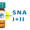 Sambucus nigra Lectin (SNA/EBL I+II) - FITC (Fluorescein)
