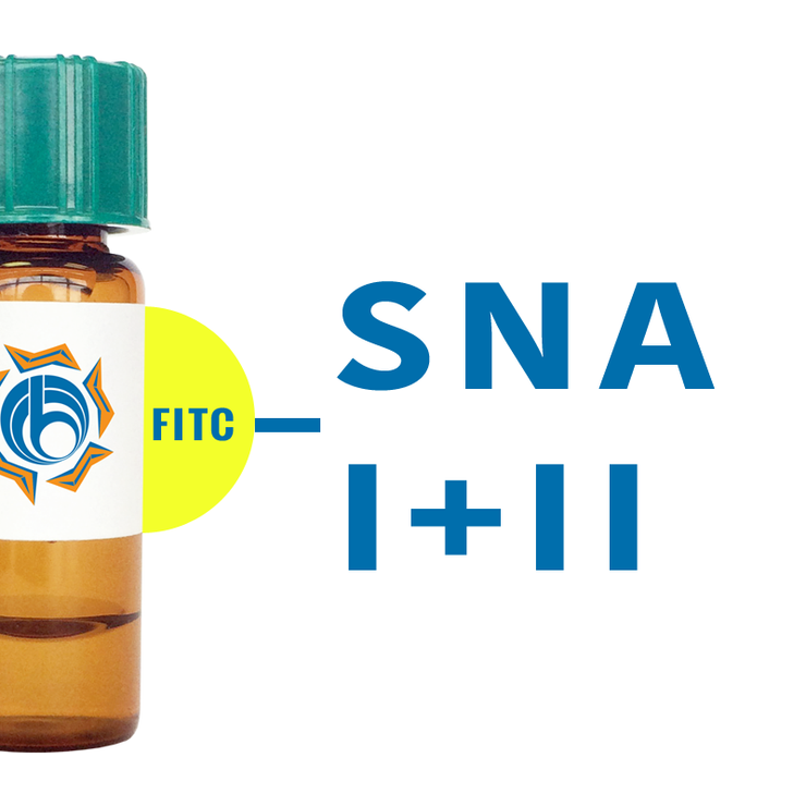 Sambucus nigra Lectin (SNA/EBL I+II) - FITC (Fluorescein)