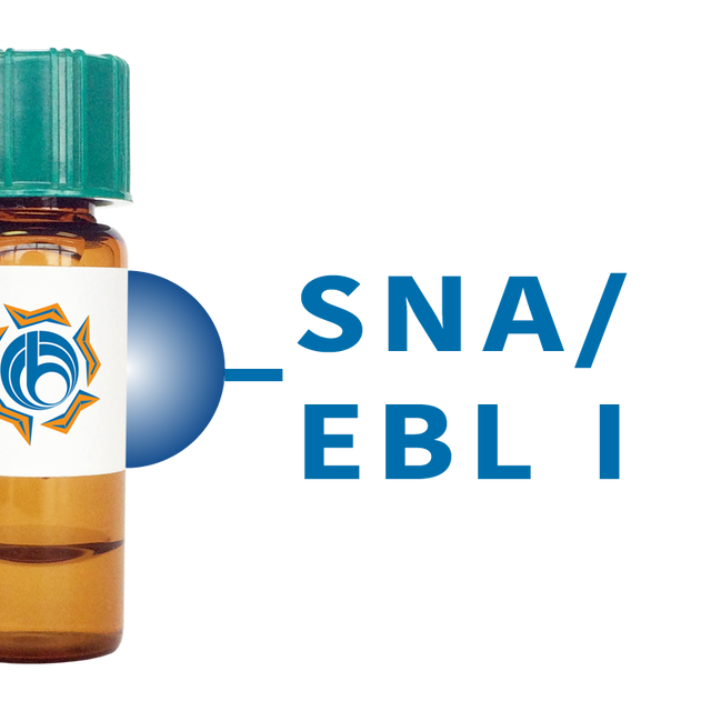Sambucus nigra Lectin (SNA/EBL I) - Separopore® 4B
