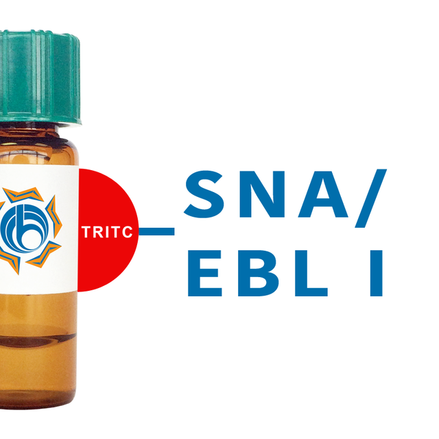 Sambucus nigra Lectin (SNA/EBL I) - TRITC (Rhodamine)