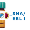 Sambucus nigra Lectin (SNA/EBL I) - Colloidal Gold