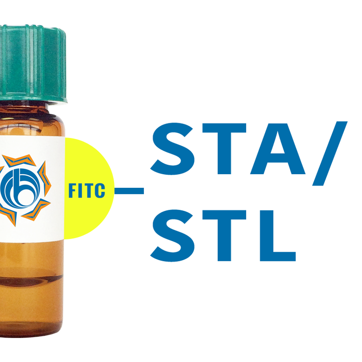 Solanum tuberosum Lectin (STA/STL) - FITC (Fluorescein)