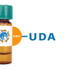 Urtica dioica Lectin (UDA) - HRP (Horseradish Peroxidase)